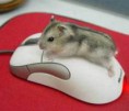 /album/pc-s-prirodou-/animal-computer-cute-mouse-red-427804-jpg/